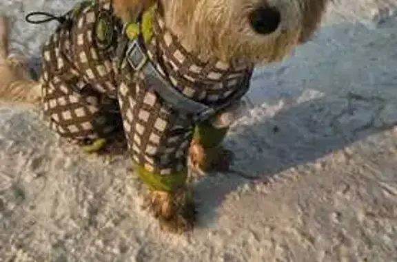 Найдена собака, Хабаровск, фото: Собака найдена: Амурский б-р, Хабаровск