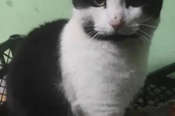 Найдена кошка, Калуга, фото: Кошка найдена: бульвар Энтузиастов, Калуга