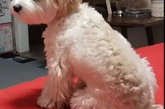 Собаки потеряшки, Хабаровск, фото: Потеряшка собака, ул. Шеронова, Хабаровск