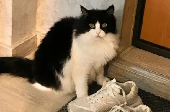 Кошки потеряшки, Каменск-Уральский, фото: Потеряшка кошка, Челябинская ул. 43, Каменск