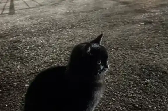 Найдена кошка, Уфа, фото: Найдена черная кошка, Уфа, ул. Гаскарова
