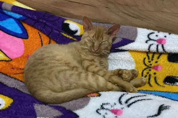 Пропала кошка, ул. Ленина, 7, Заветный