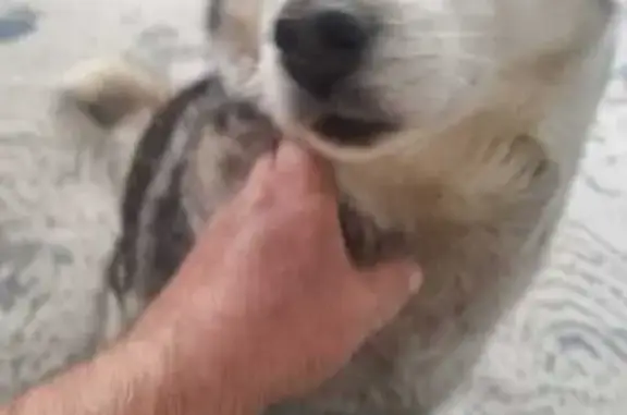 Пропала собака, ул. Матвеева, Пятигорск