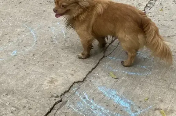 Найдена собака, Астрахань, фото: Собака найдена: Грановский пер., 71 к1, Астрахань