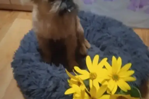 Пропала собака, Совхозная 11, Ижевск