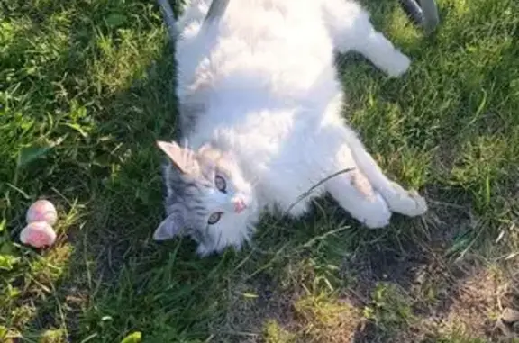 Пропала кошка, Ачинская ул., Екатеринбург