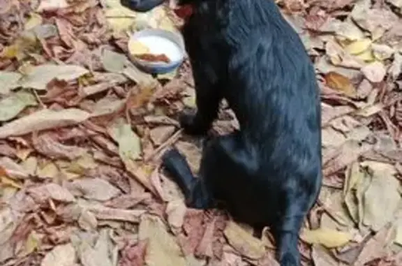 Пропала собака, Рождественский пер., Шахты