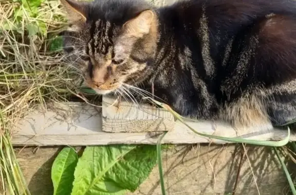 Пропал кот Тайсон, 64Н-3, Зырянское