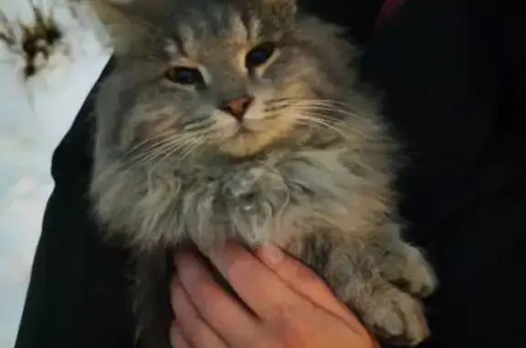 Найдена кошка, Березники, фото: Кошка найдена: ул. Карла Маркса, 76