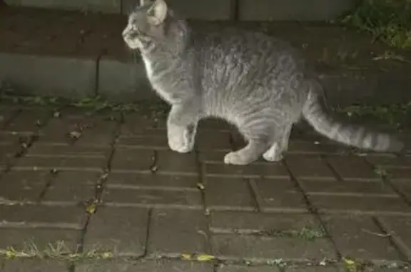 Найдена кошка, Ульяновск, фото: Кошка найдена: ул. Островского, 58, Ульяновск