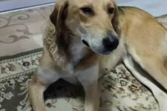 Найдена собака, Кемерово, фото: Собака найдена: Весенний проспект, Кемерово