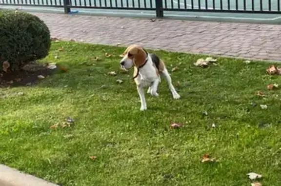 Пропала собака, Колхозная 5, Краснодар