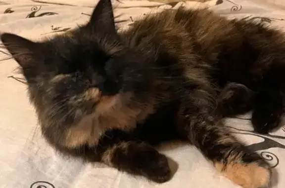 Найдена кошка, Волгоград, фото: Кошка найдена: Маршала Жукова, 83, Волгоград