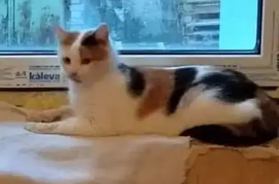 Найдена кошка, , фото: Кошка найдена: Кольцевая ул, 81, Тверь