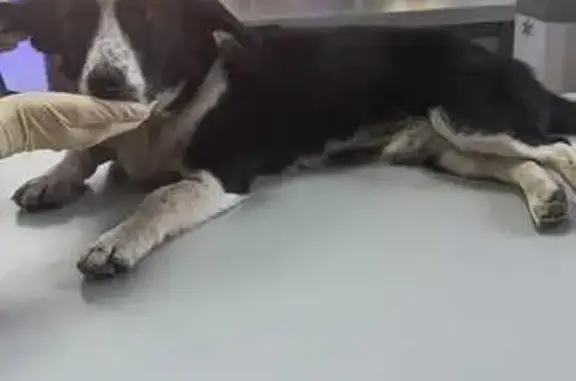 Найдена собака, Ростов-на-Дону, фото: Сбита собака на Орской, 78, Ростов-на-Дону