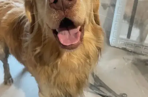 Найдена собака, , фото: Нашлась собака, ул. Державина, Вел. Новгород