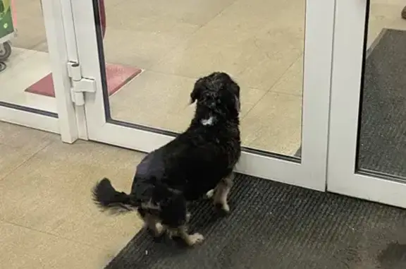 Найдена собака, Хабаровск, фото: Собака найдена на ул. Суворова, Хабаровск