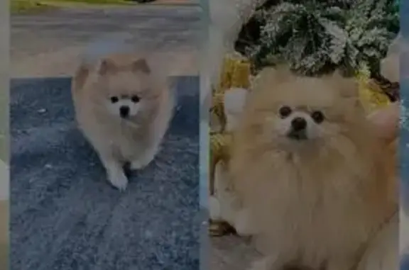 Пропала собака, пр. Победы 12/2, Комсомольск