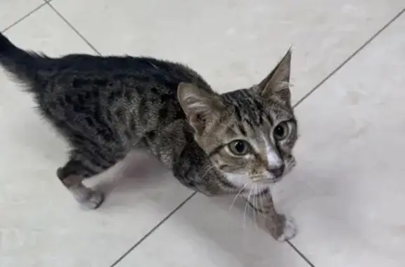 Найдена кошка, Москва, фото: Кошка найдена: Большая Семёновская 29с2