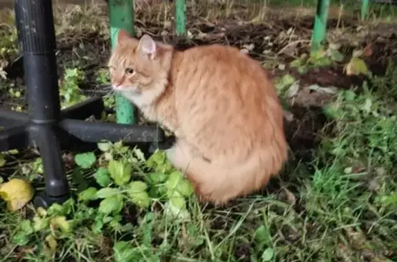 Найдена кошка, Казань, фото: Кошка найдена на ул. Щапова, 41А, Казань