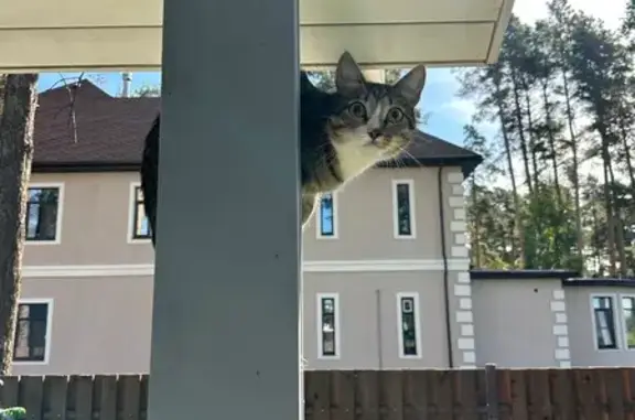 Пропала кошка Тишка, Екатеринбург, Диагональный