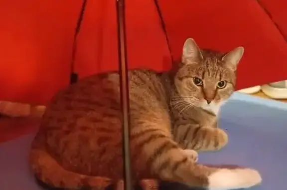 Кошки потеряшки, Санкт-Петербург, фото: Потеряшка кошка, Конная ул., 30, СПб