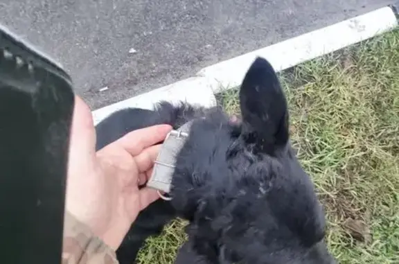 Найдена собака, Старый Оскол, фото: Собака найдена у ул. Архитектора Бутовой