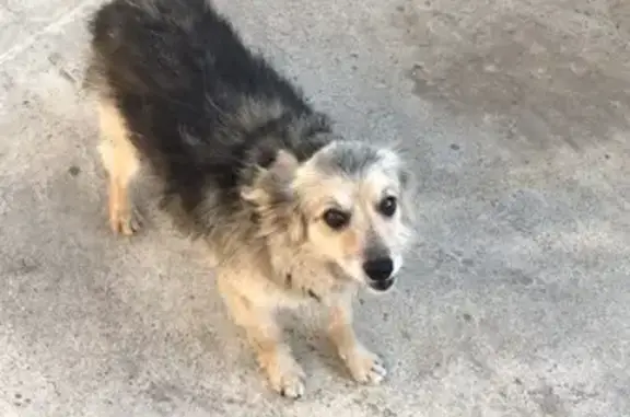 Собаки потеряшки, Белореченск, фото: Потеряшка собака, ул. Юности, Белореченск