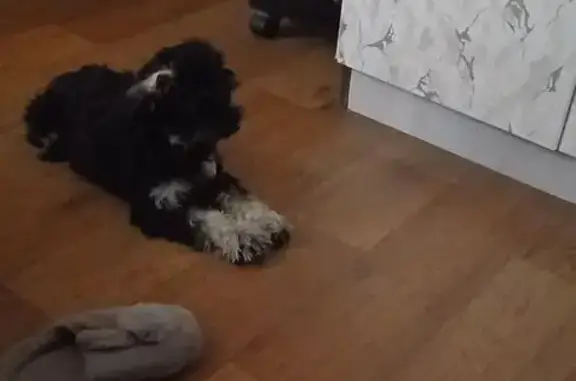 Пропала собака, Астраханская ул., 187