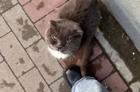 Кошка найдена, Артиллерийская 22, Калининград