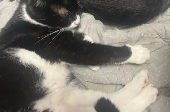 Кошки потеряшки, Кемерово, фото: Потеряшка кошка, пр. Шахтёров 38, Кемерово