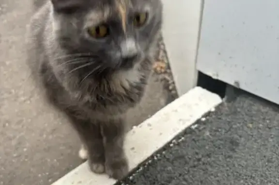 Найдена кошка, Оренбург, фото: Красивая кошка найдена на Чкалова 70/2