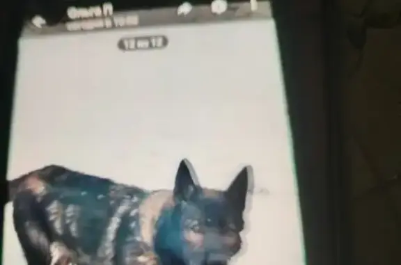 Найдена собака, Нижегородская область, фото: Собака найдена, Нижний Новгород