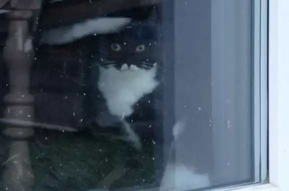 Кошки потеряшки, Краснотурьинск, фото: Потеряшка кошка, ул. Карла Маркса, Краснотурьинск