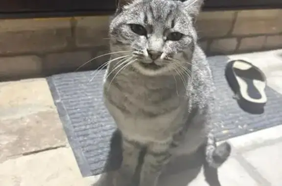 Найдена кошка, Волгоград, фото: Найдена кошка, Полоцкая ул. 19, Волгоград