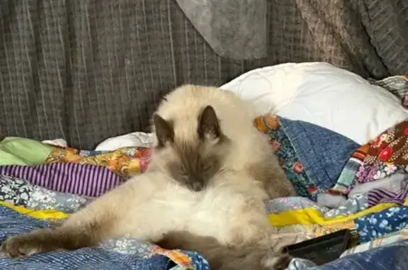 Пропала кошка, Рощинская ул. 23А, Подольск