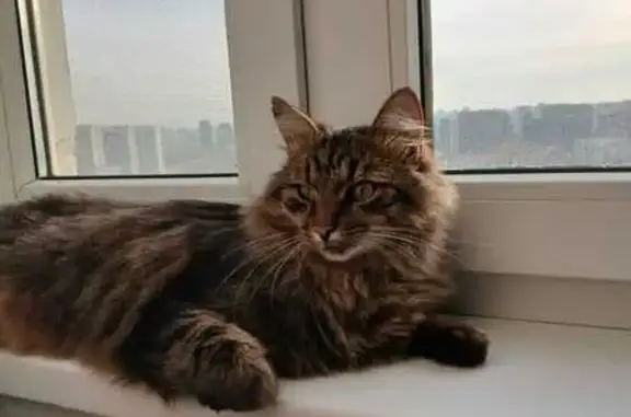 Кошки потеряшки, Москва, фото: Потеряшка кошка, Нагатинская наб., 54