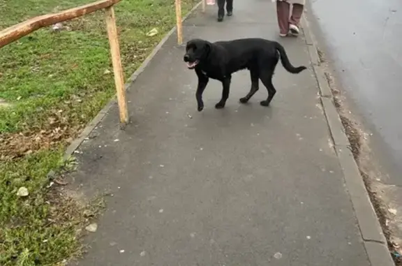 Найдена собака, Ростов-на-Дону, фото: Собака найдена на пр. Королёва, 27, Ростов-на-Дону