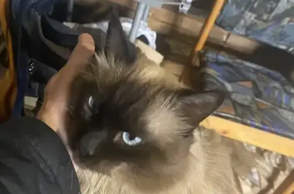 Найденные животные Курган, фото: Кошка найдена в Кургане, Курганская обл.