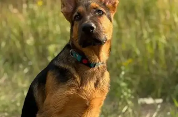 Собаки потеряшки, Ярославская область, фото: Потеряшка собака, Ярославль, Ярославская обл.