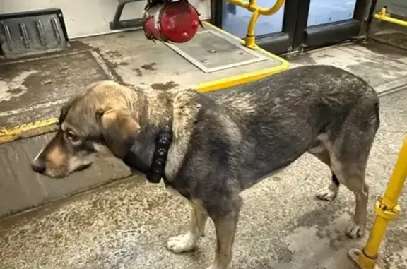 Найдена собака, Иркутск, фото: Найдена собака, ул. Розы Люксембург 130