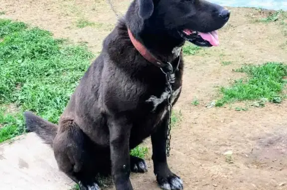 Пропала собака, Тюхменево, Смоленск