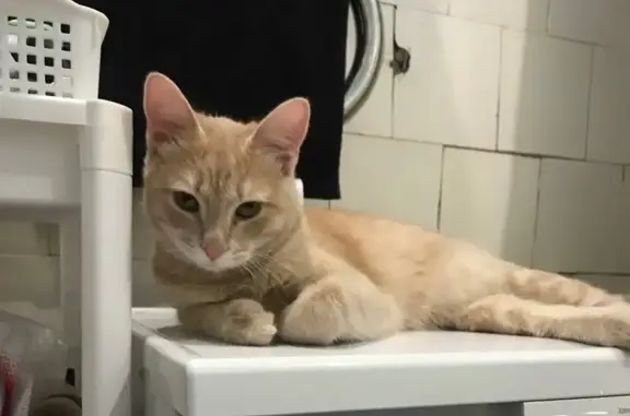 Пропала кошка, ул. Энгельса, 46, Чебоксары