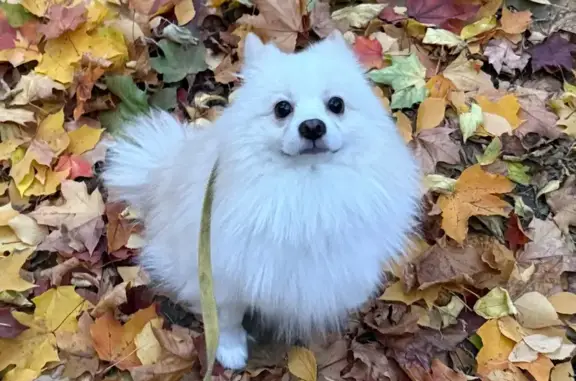 Найдена собака, Москва, фото: Собака найдена: Фестивальная 22 к2, Москва