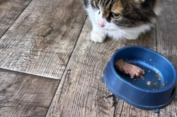 Найдена кошка, Воронеж, фото: Найдена кошка, ул. Лизюкова 29, Воронеж