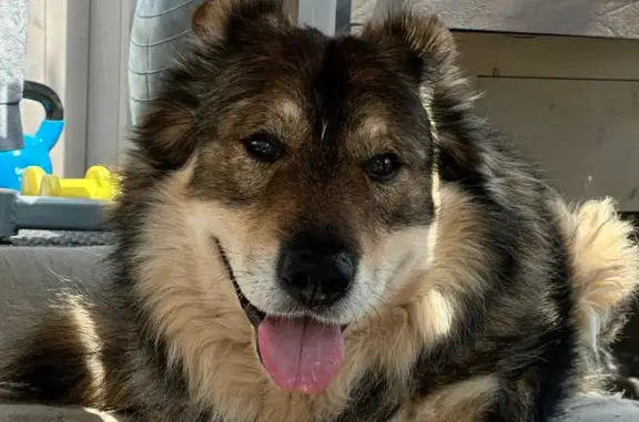 Собаки потеряшки, Тульская область, фото: Потеряшка собака в Иваньковском, Тула