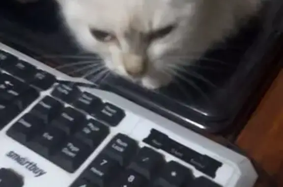 Кошки потеряшки, Кемеровская область, фото: Потеряшка кошка, Новокузнецк, Кем. обл.