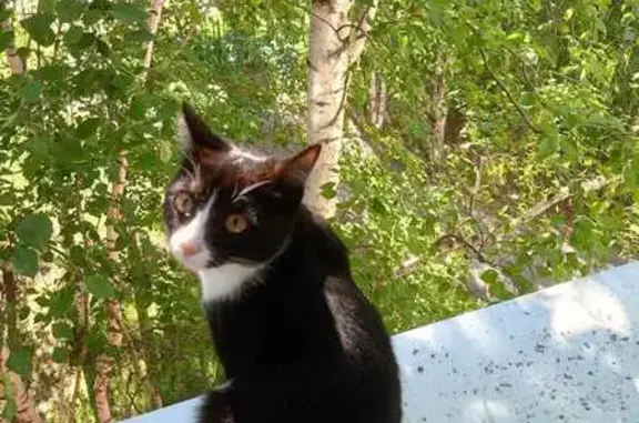 Кошки потеряшки, городской округ Сургут, фото: Потеряшка кошка, пр. Ленина 65/2, Сургут