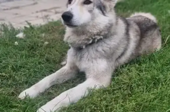 Собаки потеряшки, Альвидино, фото: Потеряшка собака в Альвидино, 16К-1330