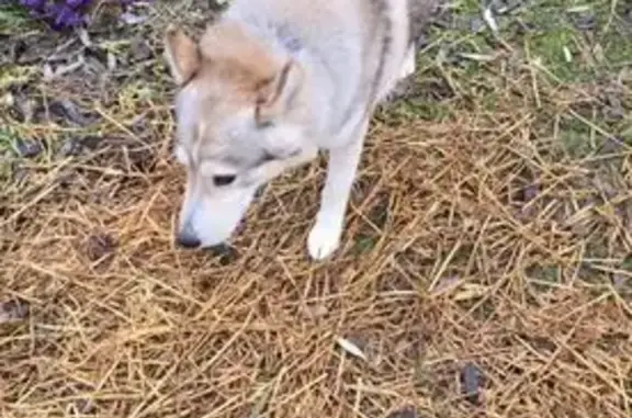 Пропала собака, Пестречинский район